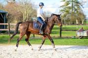 cheval hongre SF