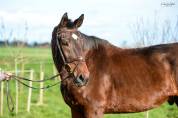 cheval hongre SF