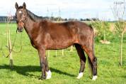 cheval hongre SF