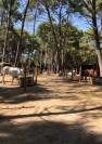 Moniteur (trice) 