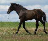Poulain PRE noir pp