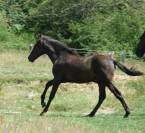 Poulain PRE noir pp