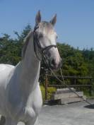 KEPHREN DES MONTS