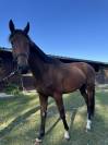 Cheval 3 ans 