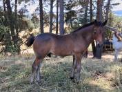 Poulain NF Rouan