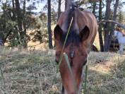 Poulain NF Rouan