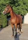 VIRGOLINA TER SCULEM