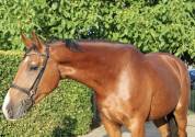 VIRGOLINA TER SCULEM