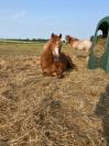 Poney B welsh