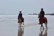 Poney B welsh