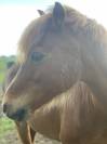 Poney B welsh