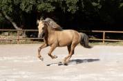 PRE - 5 ans - HONGRE - SUPER CARACTERE