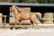 PRE - 5 ans - HONGRE - SUPER CARACTERE