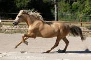 PRE - 5 ans - HONGRE - SUPER CARACTERE