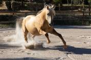 PRE - 5 ans - HONGRE - SUPER CARACTERE