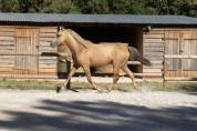 PRE - 5 ans - HONGRE - SUPER CARACTERE