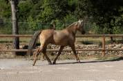 PRE - 5 ans - HONGRE - SUPER CARACTERE