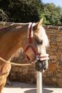 PRE - 5 ans - HONGRE - SUPER CARACTERE