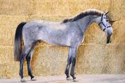 For Joy, mâle 3 ans origines 5*