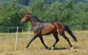 Jument Oldenbourg 4 ans
