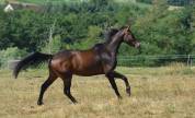 Jument Oldenbourg 4 ans