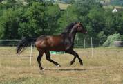 Jument Oldenbourg 4 ans