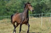 Jument Oldenbourg 4 ans