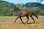 Jument Oldenbourg 4 ans