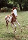 Poulains quarter horse 