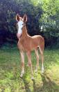Poulains quarter horse 