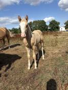 Poulains quarter horse 