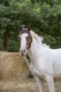 Poulain de 1 an a vendre 