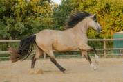 Pouliche 4 ans Isabelle Irish X Ibérique
