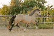Pouliche 4 ans Isabelle Irish X Ibérique