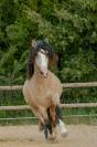 Pouliche 4 ans Isabelle Irish X Ibérique