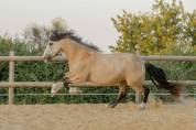 Pouliche 4 ans Isabelle Irish X Ibérique