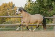 Pouliche 4 ans Isabelle Irish X Ibérique