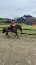 Magnifique PRE 
