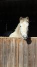 Ponette welsh B