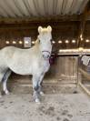 Ponette welsh B
