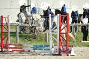 Ponette welsh B