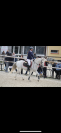 Poney Français de Selle x Connemara  Taille : 1m48