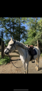 Poney Français de Selle x Connemara  Taille : 1m48