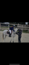 Poney Français de Selle x Connemara  Taille : 1m48