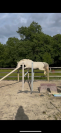 Poney Français de Selle x Connemara  Taille : 1m48