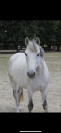 Poney Français de Selle x Connemara  Taille : 1m48