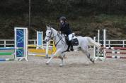 Yegua Otra Raza de Poni En venta 2016 Tordo