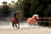 Chevaux à vendre