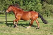 Chevaux à vendre