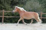Chevaux à vendre